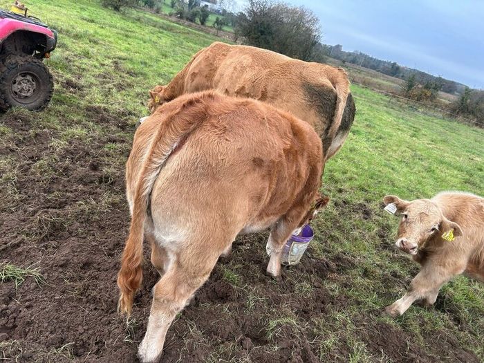 Weanling Heifers