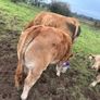 Weanling Heifers Image 2