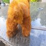 antique toy stuffed dog.  made in ireland Image 7