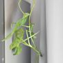 Monstera adansonii - Monkey Image 5