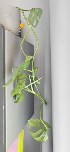 Monstera adansonii - Monkey