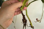 Carnivorous houseplant Nepenthes pitcher plant
