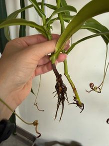 Carnivorous houseplant Nepenthes pitcher plant