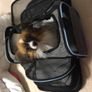 Expandable SMALL PET Carrier. New. Image 10