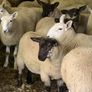 Fully Organic Speckled Face Ewe Lambs Image 4