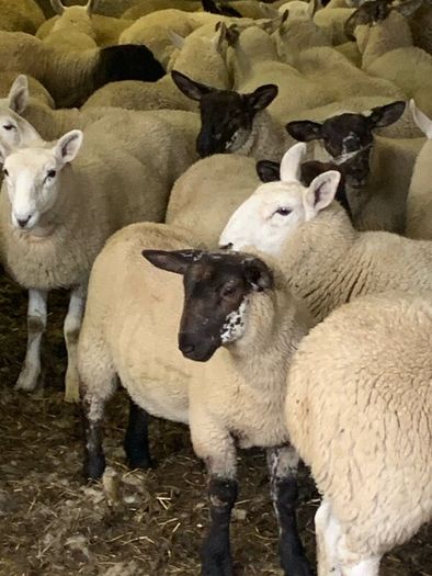 Fully Organic Speckled Face Ewe Lambs