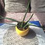Sansevieria Cylindrica with Yellow Pot Image 7