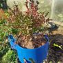 Mature blueberry plants Image 2