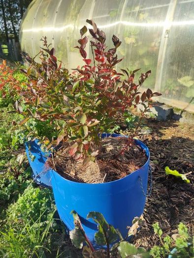 Mature blueberry plants