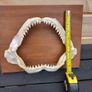 silky shark jaw, lemon shark jaw, big nose shark jaw Image 5