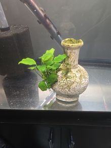 anubias plant and ornament