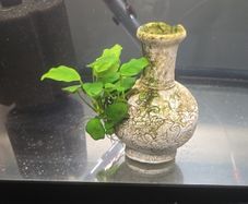 anubias plant and ornament