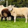Cheviot Rams Image 8