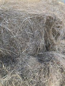 Hay