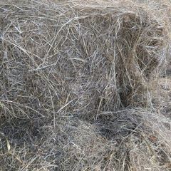 Hay