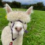 Alpaca Image 3