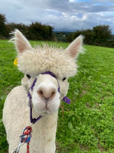 Alpaca