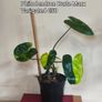 Houseplant Donegal Rare Established plants Image 4