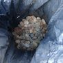 Pine Cones Image 2
