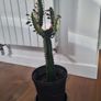Euphorbia Trigona Rubra cactus Image 2