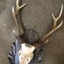 Deer Stag Large Antlers and skull  on a wood plaque Image 2