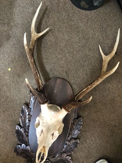 Deer Stag Large Antlers and skull  on a wood plaque