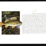 2001 Ireland Freshwater Fish Commemorative Stamp Booklet Mint Never Hinged (MNH). Photos of contents shown. Image 7