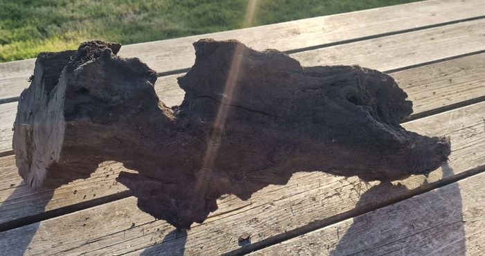 bog oak