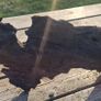 bog oak Image 10