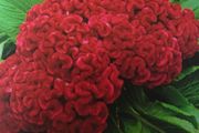 Cockscomb Seeds