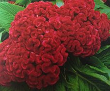Cockscomb Seeds