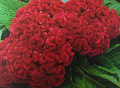 Cockscomb Seeds
