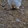 Usa Silkie Chicks And Fertile Eggs Image 8
