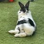 pet Rabbit Image 5