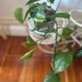 Trailing pothos Image 4
