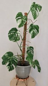 Monstera Albo Variegata