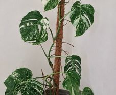 Monstera Albo Variegata