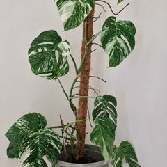 Monstera Albo Variegata