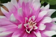 Plant Sale