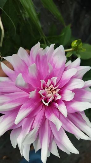 Plant Sale