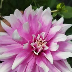 Gorey Plant Sale Delivery