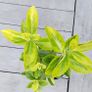 Evergreen shrub - Euonymus Image 4