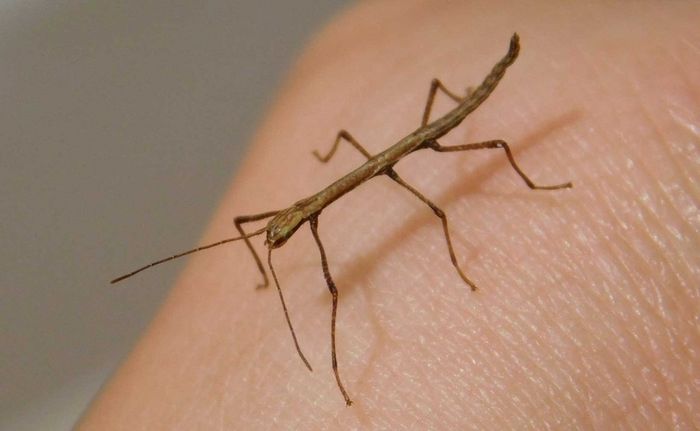 Indian stick insect eggs