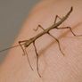 Indian stick insect eggs Image 2
