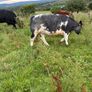 Breeding or beef Heifer Image 7