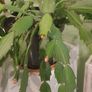 christmas cactus Image 5