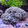 Marine Tank Image 6