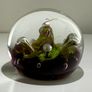 Vintage Caithness Glass (Moonflower) Paperweight Image 7