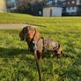 Barbour Wax Dog Coat Image 4