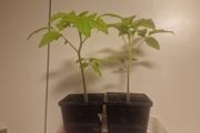 tomato plant